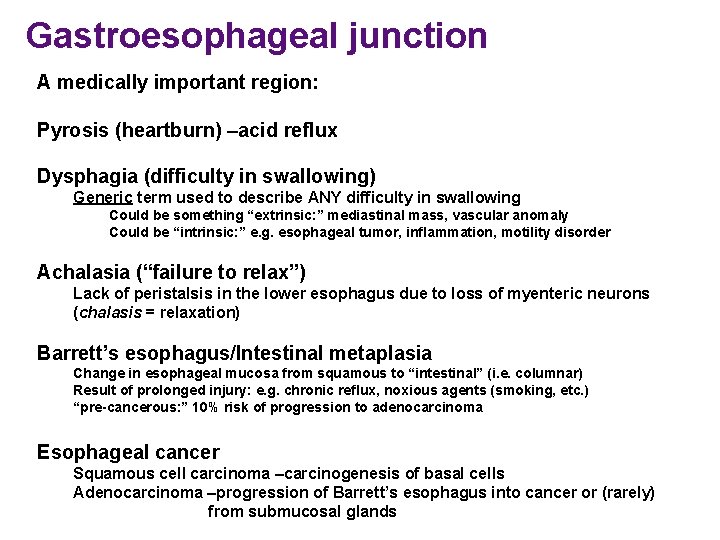 Gastroesophageal junction A medically important region: Pyrosis (heartburn) –acid reflux Dysphagia (difficulty in swallowing)