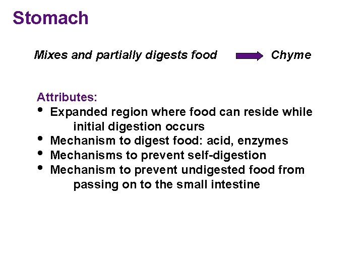 Stomach Mixes and partially digests food Chyme Attributes: • Expanded region where food can