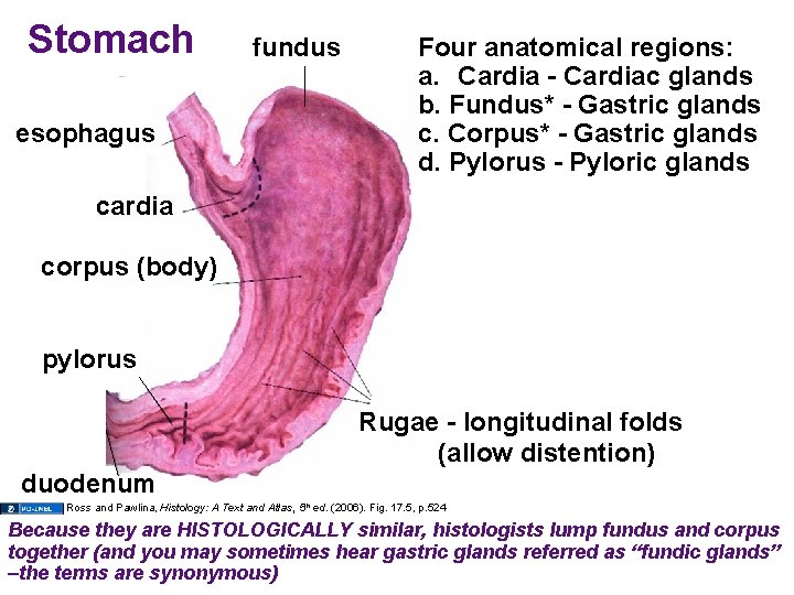 Stomach esophagus fundus Four anatomical regions: a. Cardia - Cardiac glands b. Fundus* -