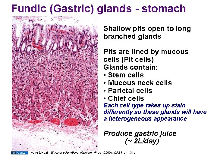 Fundic (Gastric) glands - stomach Shallow pits open to long branched glands Pits are