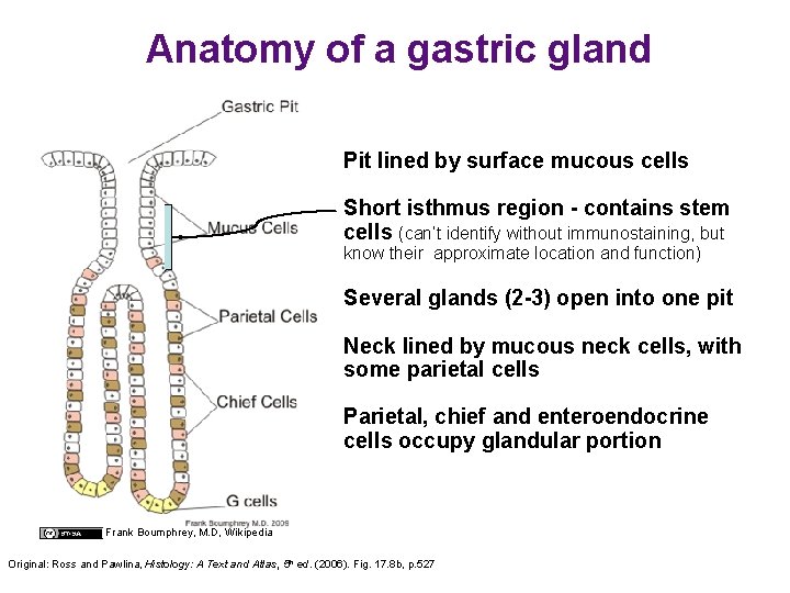 Anatomy of a gastric gland Pit lined by surface mucous cells Short isthmus region