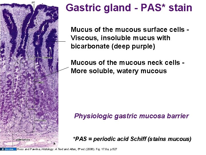 Gastric gland - PAS* stain Mucus of the mucous surface cells Viscous, insoluble mucus