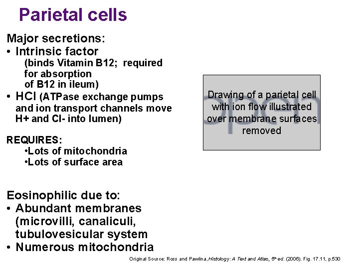 Parietal cells Major secretions: • Intrinsic factor • (binds Vitamin B 12; required for