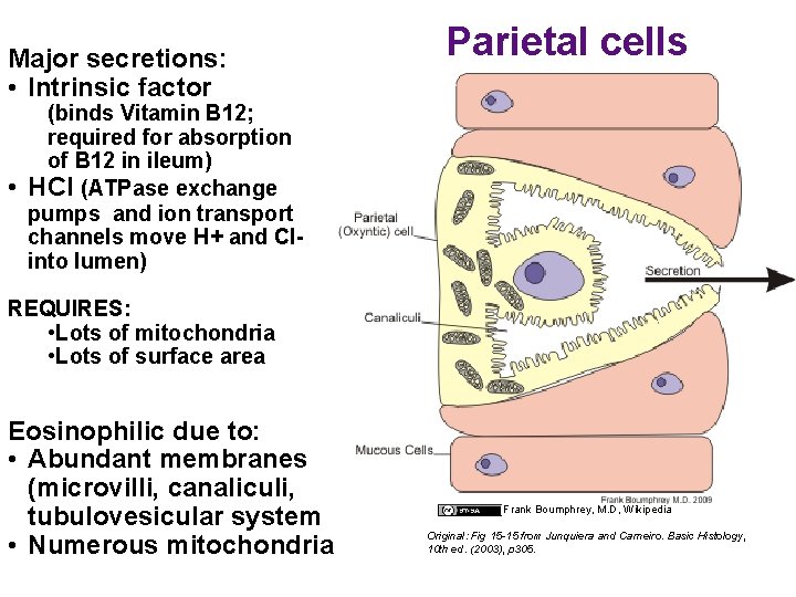 Major secretions: • Intrinsic factor • Parietal cells (binds Vitamin B 12; required for