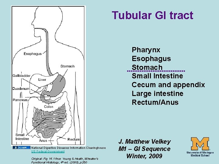 Tubular GI tract Pharynx Esophagus Stomach Small Intestine Cecum and appendix Large intestine Rectum/Anus