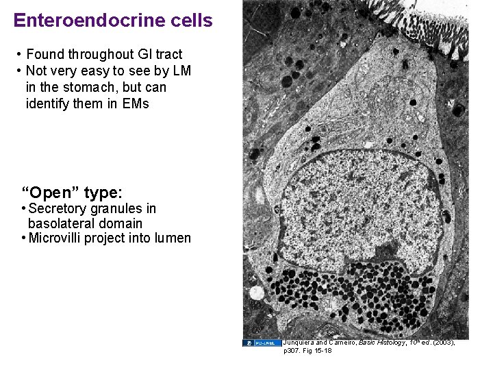 Enteroendocrine cells • Found throughout GI tract • Not very easy to see by