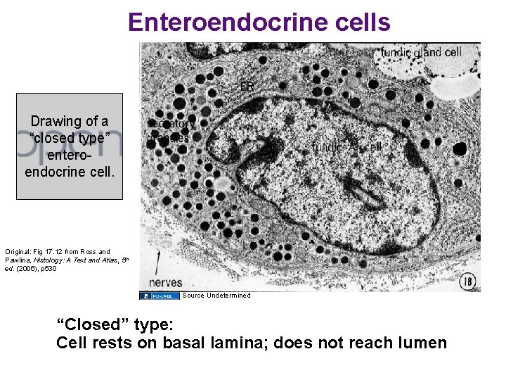 Enteroendocrine cells Drawing of a “closed type” enteroendocrine cell. Original: Fig 17. 12 from