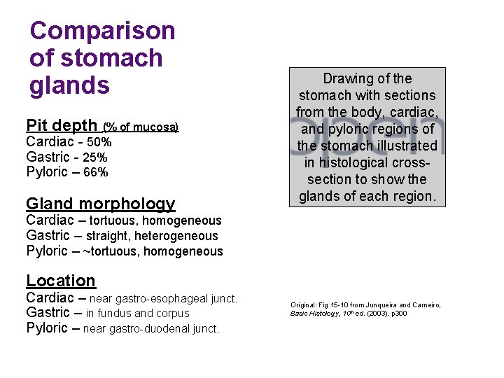 Comparison of stomach glands Pit depth (% of mucosa) Cardiac - 50% Gastric -