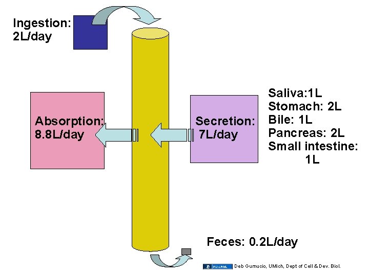 Ingestion: 2 L/day Absorption: 8. 8 L/day Secretion: 7 L/day Saliva: 1 L Stomach: