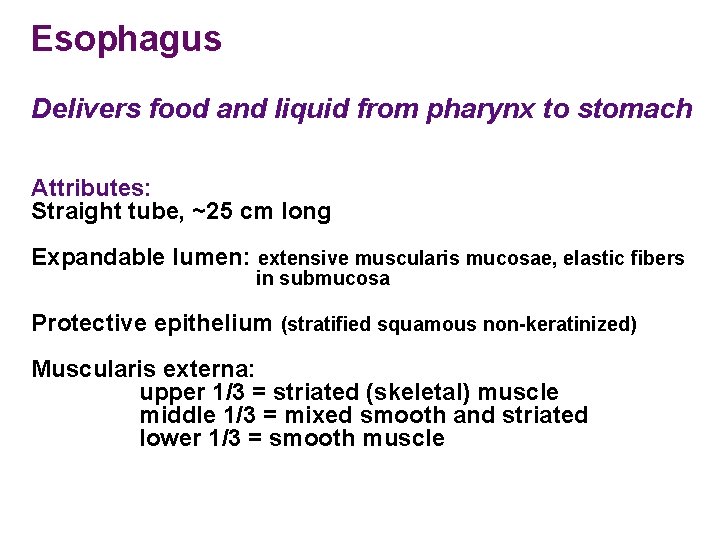 Esophagus Delivers food and liquid from pharynx to stomach Attributes: Straight tube, ~25 cm