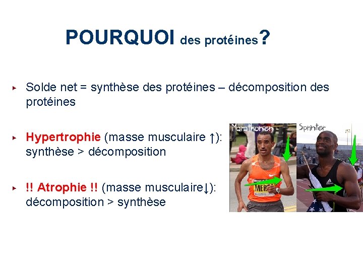 POURQUOI des protéines? ▶ Solde net = synthèse des protéines – décomposition des protéines