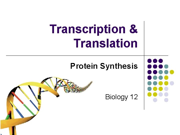 Transcription & Translation Protein Synthesis Biology 12 