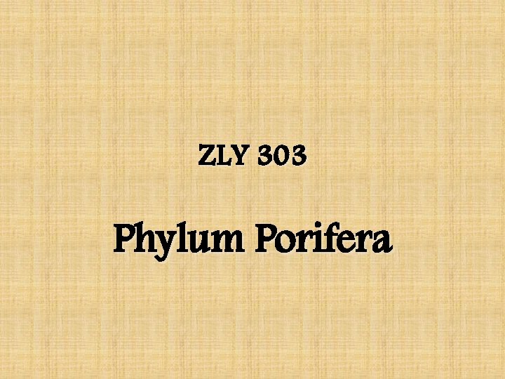 ZLY 303 Phylum Porifera ZLY 303 Phylum Porifera