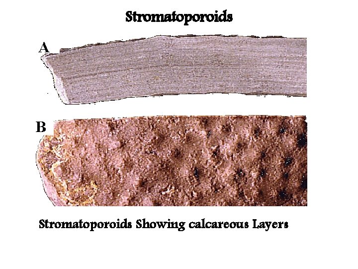 Stromatoporoids A B Stromatoporoids Showing calcareous Layers 