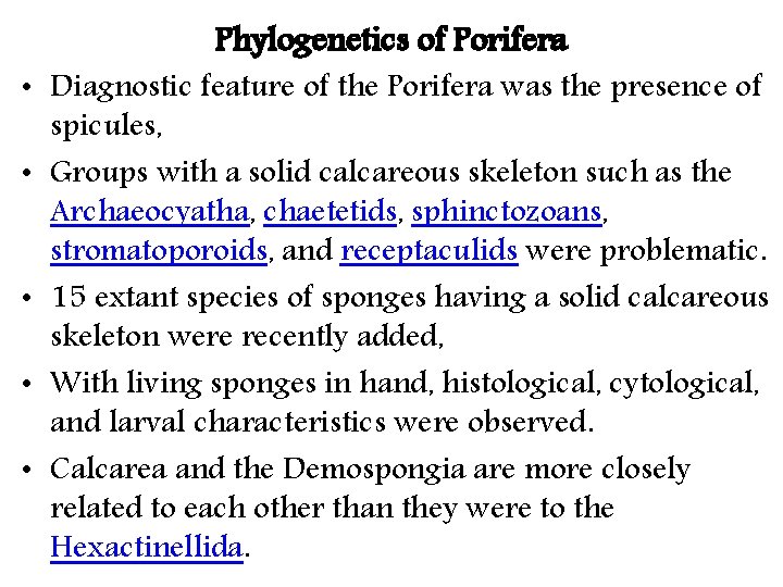 Phylogenetics of Porifera • Diagnostic feature of the Porifera was the presence of spicules, Phylogenetics of Porifera • Diagnostic feature of the Porifera was the presence of spicules,