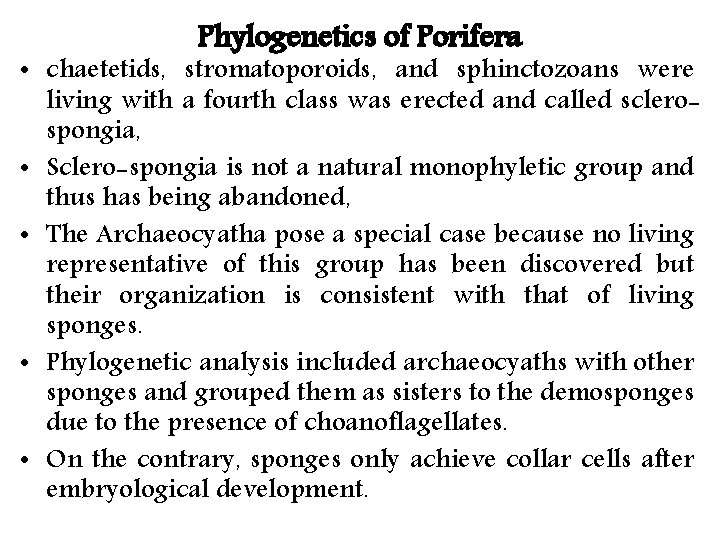 Phylogenetics of Porifera • chaetetids, stromatoporoids, and sphinctozoans were living with a fourth class