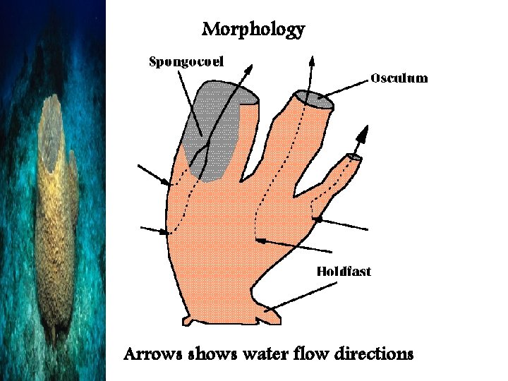 Morphology Arrows shows water flow directions 