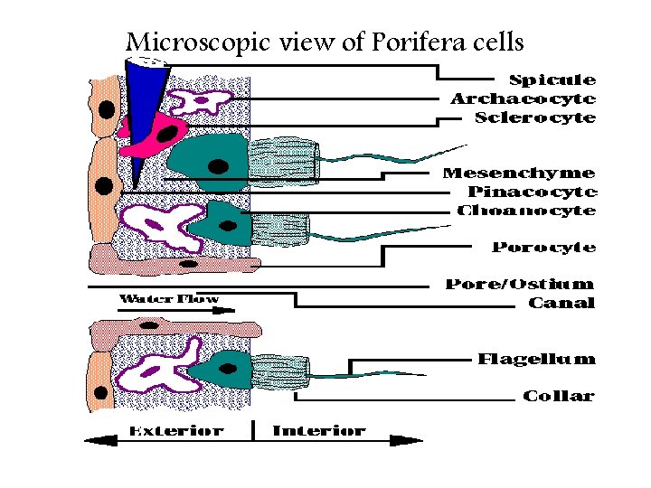 Microscopic view of Porifera cells Microscopic view of Porifera cells