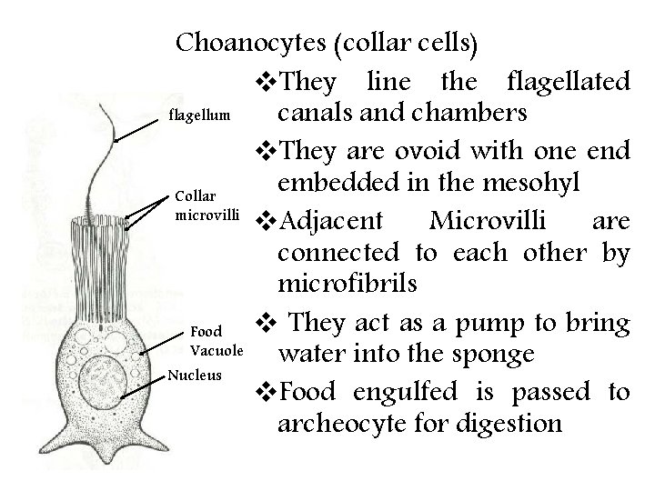 Choanocytes (collar cells) v. They line the flagellated flagellum canals and chambers v. They Choanocytes (collar cells) v. They line the flagellated flagellum canals and chambers v. They