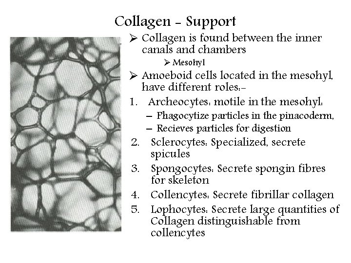 Collagen - Support Ø Collagen is found between the inner canals and chambers Ø Collagen - Support Ø Collagen is found between the inner canals and chambers Ø