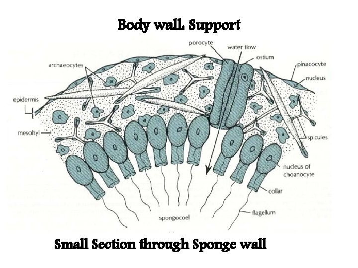 Body wall: Support Small Section through Sponge wall 