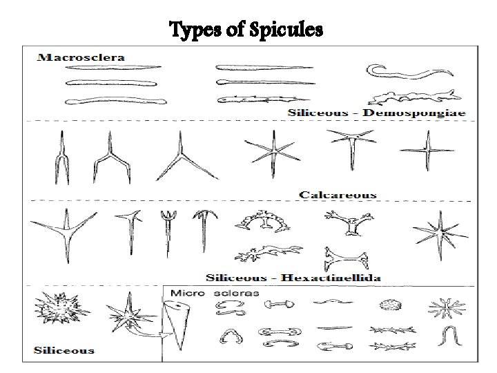 Types of Spicules 