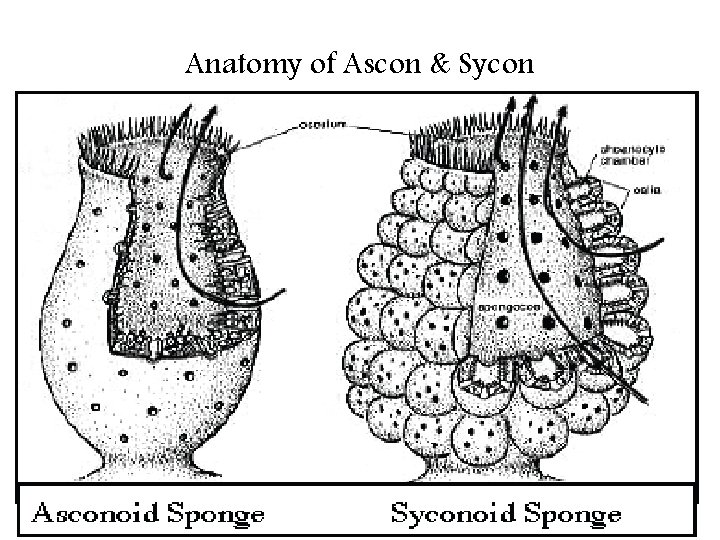 Anatomy of Ascon & Sycon 