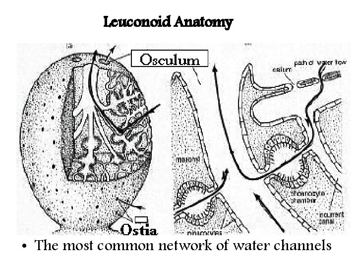Leuconoid Anatomy • The most common network of water channels Leuconoid Anatomy • The most common network of water channels