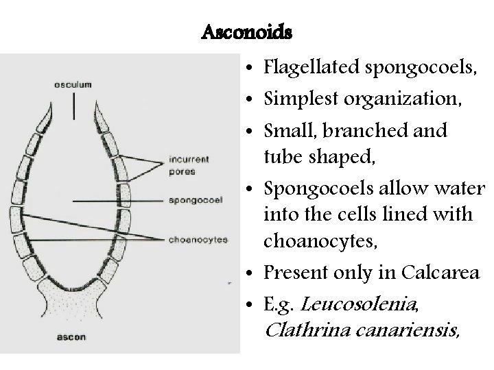 Asconoids • Flagellated spongocoels, • Simplest organization, • Small, branched and tube shaped, • Asconoids • Flagellated spongocoels, • Simplest organization, • Small, branched and tube shaped, •