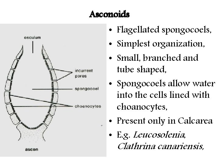 Asconoids • Flagellated spongocoels, • Simplest organization, • Small, branched and tube shaped, •