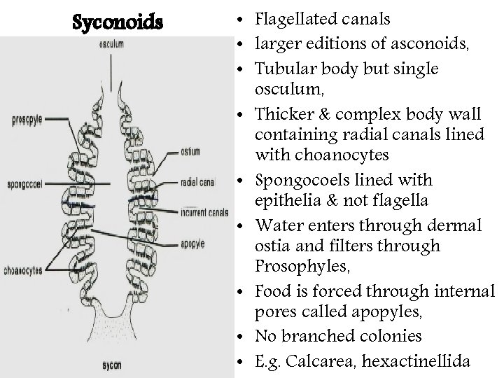 Syconoids • Flagellated canals • larger editions of asconoids, • Tubular body but single Syconoids • Flagellated canals • larger editions of asconoids, • Tubular body but single