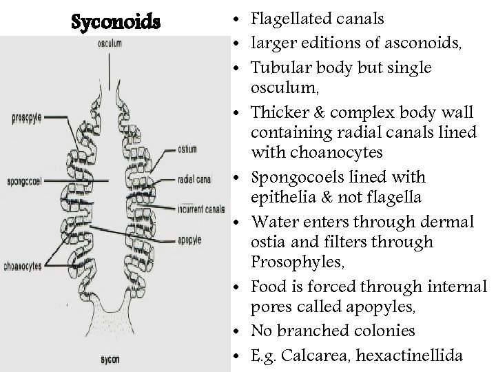 Syconoids • Flagellated canals • larger editions of asconoids, • Tubular body but single