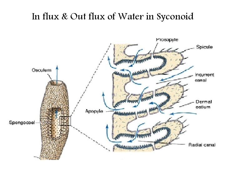 In flux & Out flux of Water in Syconoid 