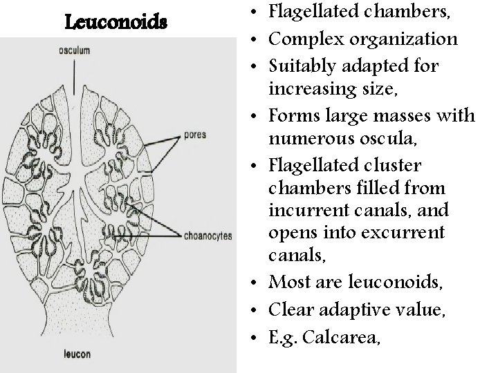 Leuconoids • Flagellated chambers, • Complex organization • Suitably adapted for increasing size, • Leuconoids • Flagellated chambers, • Complex organization • Suitably adapted for increasing size, •
