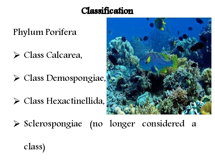 Classification Phylum Porifera Ø Class Calcarea, Ø Class Demospongiae, Ø Class Hexactinellida, Ø Sclerospongiae