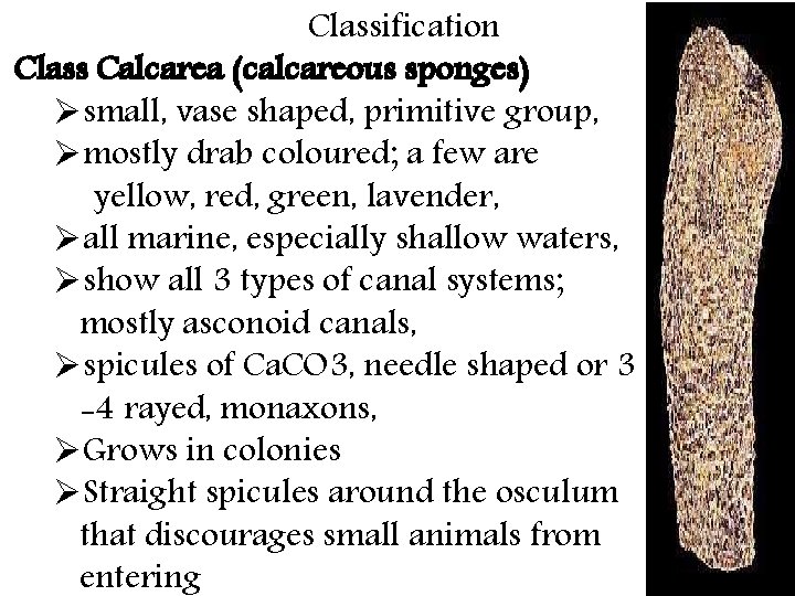 Classification Class Calcarea (calcareous sponges) Øsmall, vase shaped, primitive group, Ømostly drab coloured; a