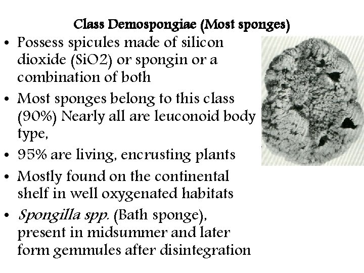 Class Demospongiae (Most sponges) • Possess spicules made of silicon dioxide (Si. O 2)