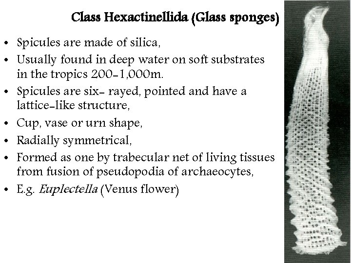 Class Hexactinellida (Glass sponges) • Spicules are made of silica, • Usually found in Class Hexactinellida (Glass sponges) • Spicules are made of silica, • Usually found in