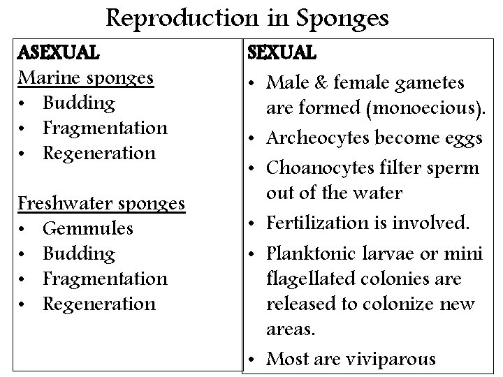 Reproduction in Sponges ASEXUAL Marine sponges • Budding • Fragmentation • Regeneration Freshwater sponges