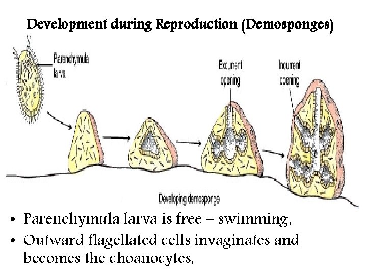 Development during Reproduction (Demosponges) • Parenchymula larva is free – swimming, • Outward flagellated Development during Reproduction (Demosponges) • Parenchymula larva is free – swimming, • Outward flagellated