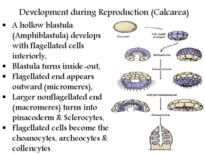 Development during Reproduction (Calcarea) § A hollow blastula (Amphiblastula) develops with flagellated cells interiorly,