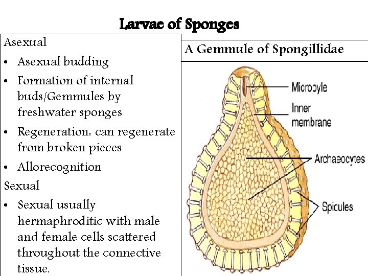 Larvae of Sponges Asexual A Gemmule of Spongillidae • Asexual budding • Formation of