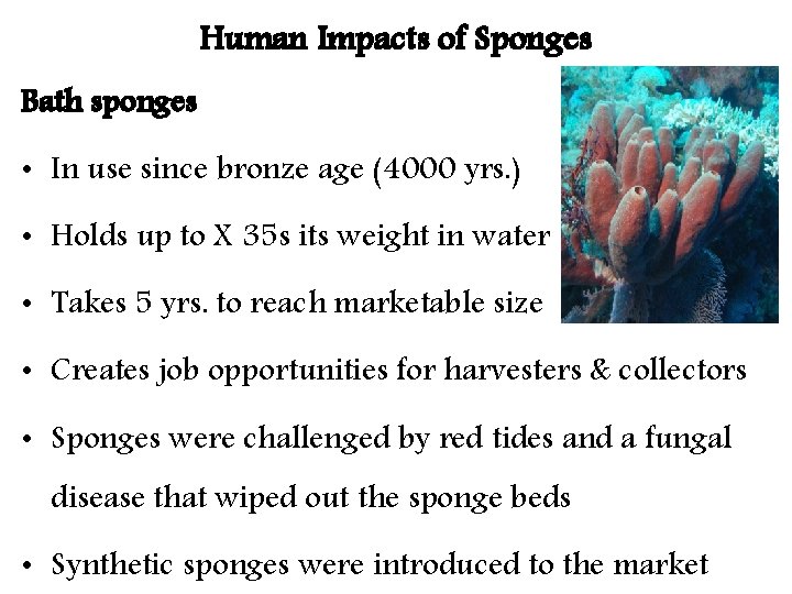 Human Impacts of Sponges Bath sponges • In use since bronze age (4000 yrs.