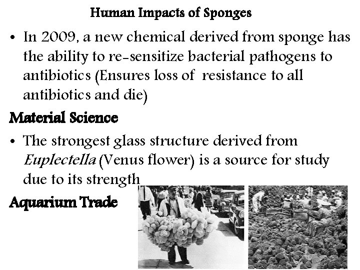 Human Impacts of Sponges • In 2009, a new chemical derived from sponge has Human Impacts of Sponges • In 2009, a new chemical derived from sponge has