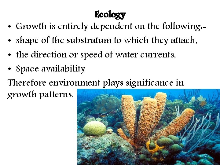 Ecology • Growth is entirely dependent on the following: • shape of the substratum