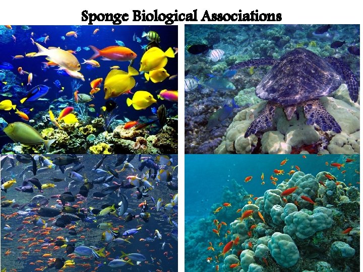 Sponge Biological Associations Sponge Biological Associations