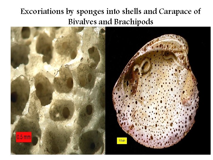 Excoriations by sponges into shells and Carapace of Bivalves and Brachipods 