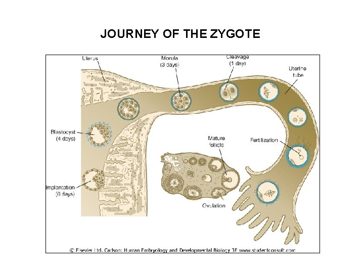 JOURNEY OF THE ZYGOTE 
