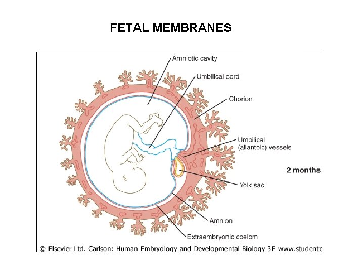 FETAL MEMBRANES 