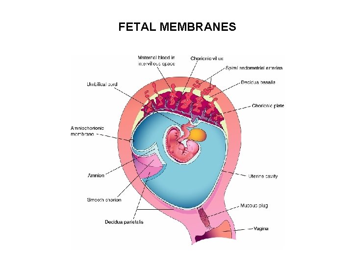 FETAL MEMBRANES 